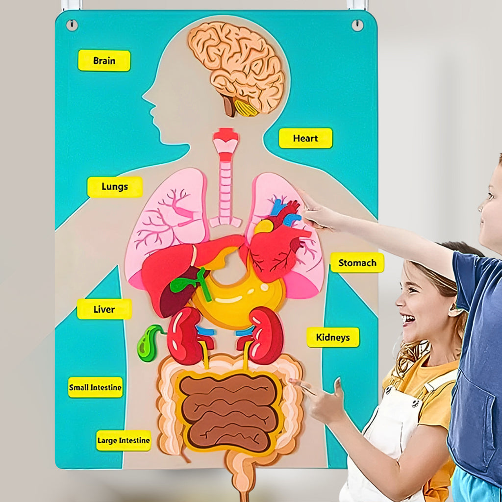 Multicolor Educational Anatomy Set Trending Accessories Multicolor Onesize