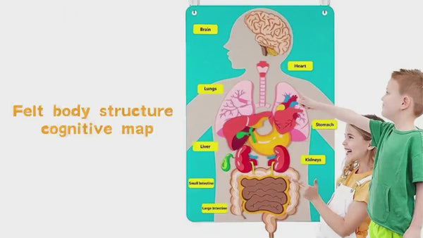 Multicolor Educational Anatomy Set Trending Accessories